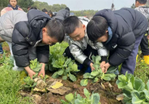 IB-PYP超学科主题｜共享地球—K3 “植物”单元探究实录